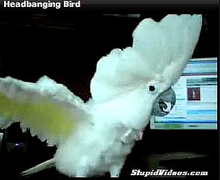 Headbanging Bird